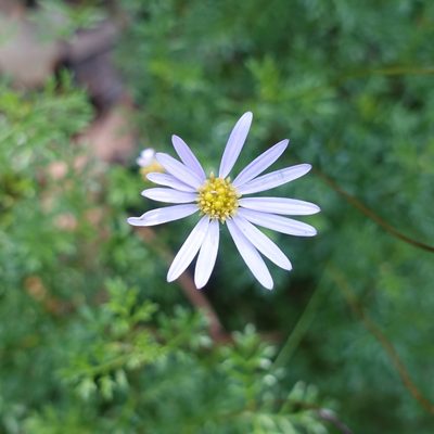 Brachyscome multifida, photographed by yatesy