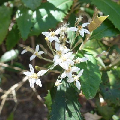 Olearia argophylla, photographed by yatesy