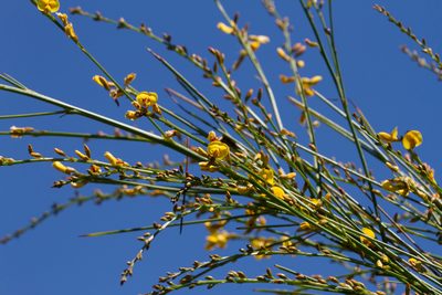 Viminaria juncea, photographed by Kym Nicolson