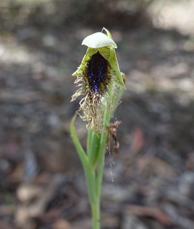 Calochilus therophilus, photographed by yatesy