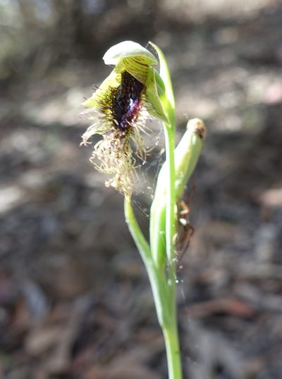 Calochilus therophilus, photographed by yatesy