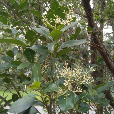 Apodytes dimidiata, photographed by Rosemary Harrison