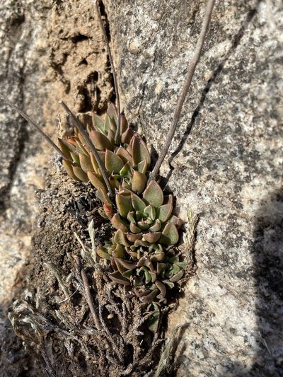Graptopetalum rusbyi, photographed by Matt Berger