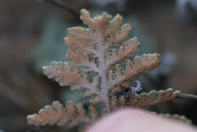 Myriopteris newberryi, photographed by Madeleine Claire