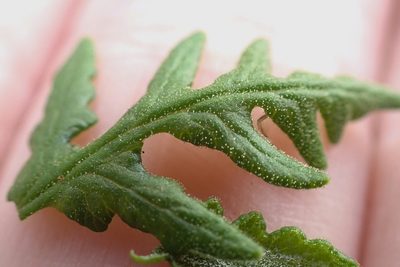 Pentagramma glanduloviscida, photographed by Madeleine Claire