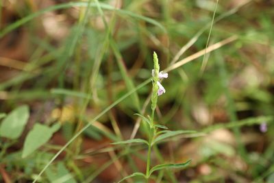 Justicia adscendens, photographed by Greg Tasney