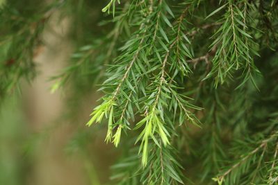 Melaleuca bracteata, photographed by Greg Tasney
