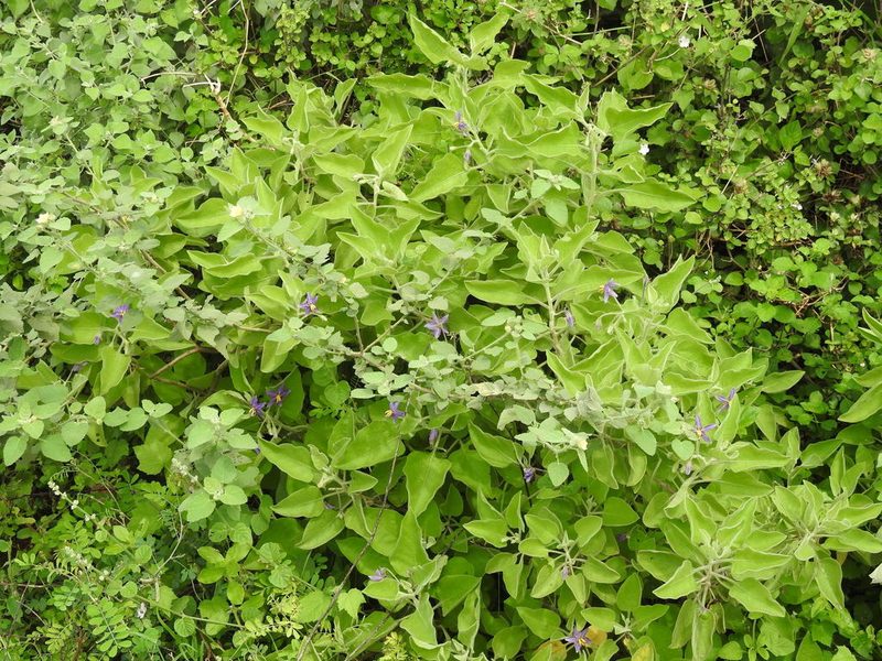 Solanum pubescens, photographed by Hopeland