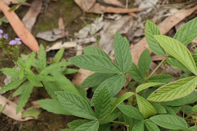 Flemingia parviflora, photographed by Greg Tasney