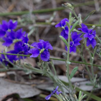 Dampiera dysantha, photographed by Kym Nicolson