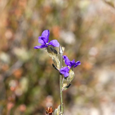 Dampiera dysantha, photographed by Kym Nicolson
