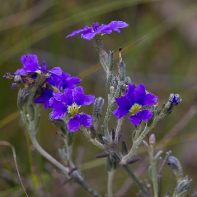 Dampiera dysantha, photographed by Kym Nicolson