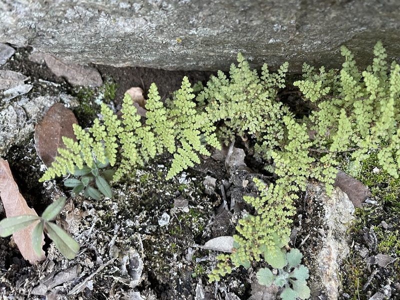 Myriopteris fendleri, photographed by Matt Berger