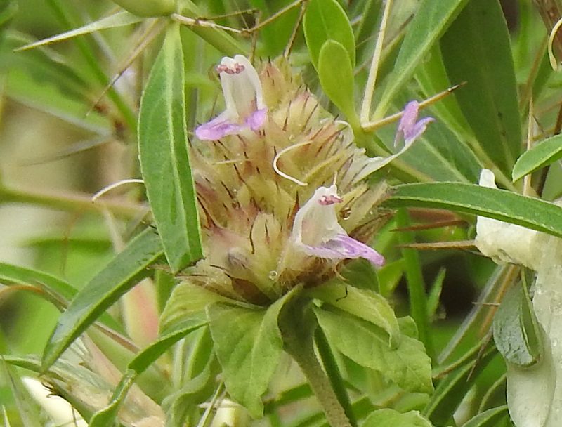 Lepidagathis scariosa, photographed by Hopeland