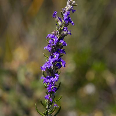 Dampiera rosmarinifolia, photographed by Kym Nicolson