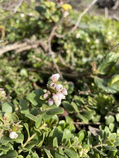 Arctostaphylos edmundsii, photographed by Mike Heine