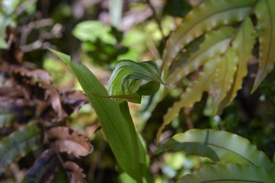 Pterostylis australis, photographed by Christopher Stephens