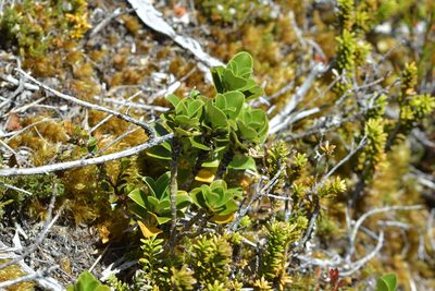 Coprosma serrulata, photographed by Christopher Stephens