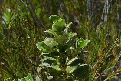 Coprosma serrulata, photographed by Christopher Stephens