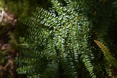 Coriaria plumosa, photographed by Christopher Stephens
