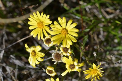 Dolichoglottis lyallii, photographed by Christopher Stephens