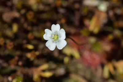 Drosera stenopetala, photographed by Christopher Stephens