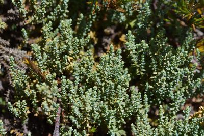 Lepidothamnus laxifolius, photographed by Christopher Stephens
