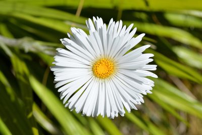 Celmisia petriei, photographed by Christopher Stephens