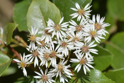 Olearia arborescens, photographed by Christopher Stephens