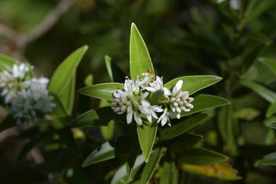 Veronica subalpina, photographed by Christopher Stephens