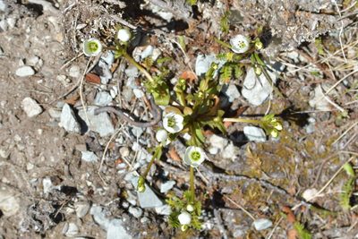 Gentianella grisebachii, photographed by Christopher Stephens