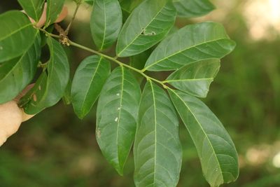 Harpullia pendula, photographed by Greg Tasney