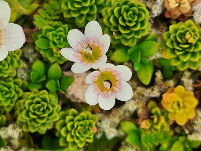 Forstera tenella, photographed by Emily Roberts