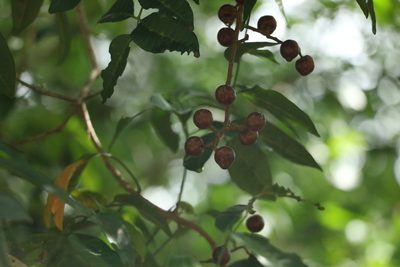 Rhodosphaera rhodanthema, photographed by Greg Tasney