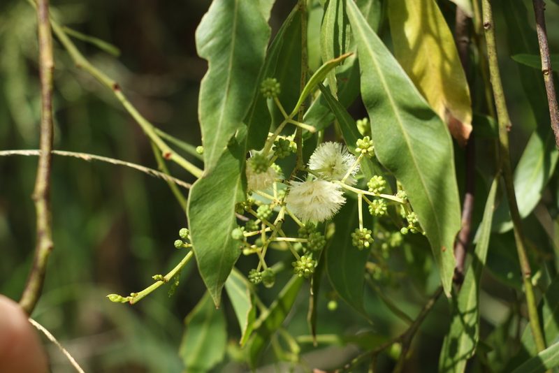 Acacia salicina, photographed by Greg Tasney