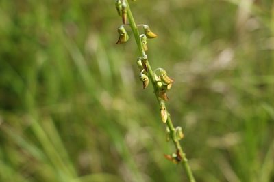 Crotalaria lanceolata, photographed by Greg Tasney