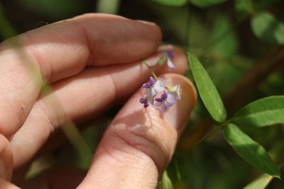 Glycine tabacina, photographed by Greg Tasney