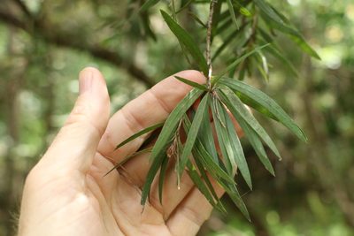 Melaleuca viminalis, photographed by Greg Tasney