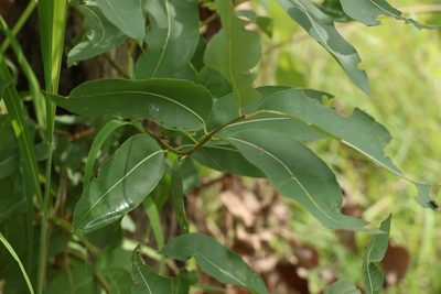 Angophora floribunda, photographed by Greg Tasney
