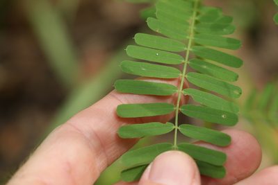 Sesbania cannabina, photographed by Greg Tasney