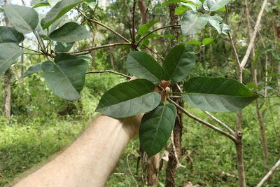 Sterculia quadrifida, photographed by Greg Tasney