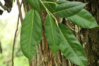 Ficus virens, photographed by Greg Tasney