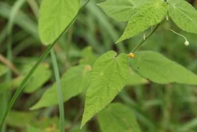 Abutilon oxycarpum, photographed by Greg Tasney