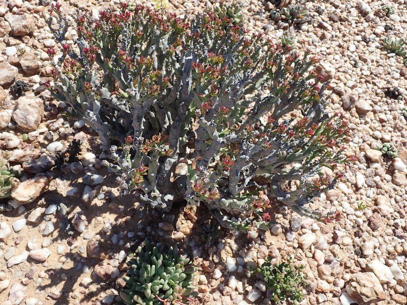 Euphorbia hamata, photographed by Peter Warren