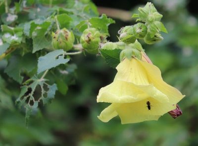 Hibiscus ludwigii, photographed by Dave Brown