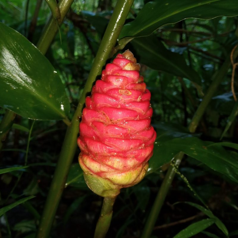 Zingiber zerumbet, photographed by Beah Vega