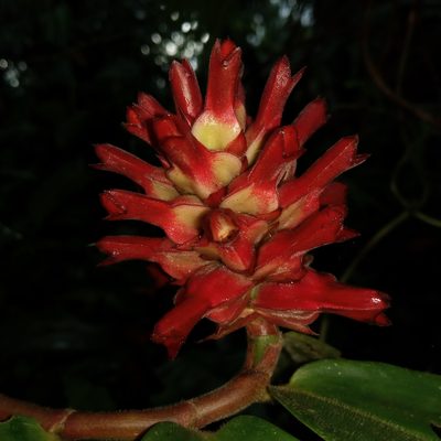 Hellenia speciosa, photographed by Beah Vega