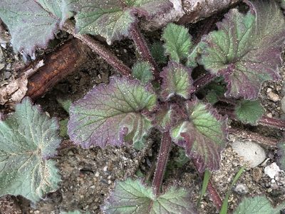 Phacelia campanularia, photographed by Lightning Star Sky / Skyler Noah Wall