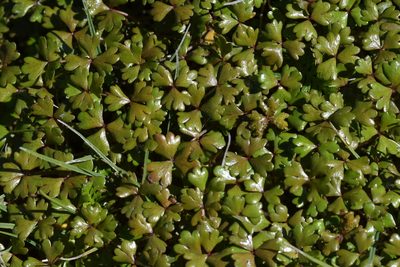 Hydrocotyle sulcata, photographed by Christopher Stephens