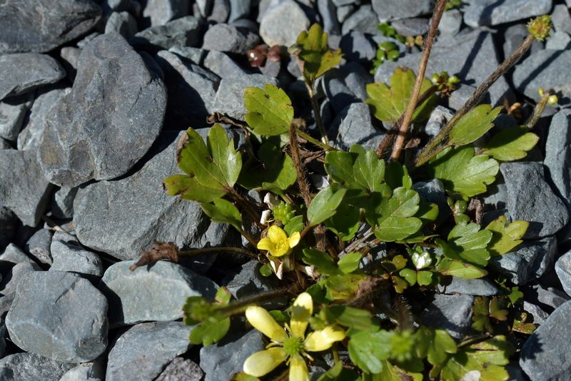 Ranunculus foliosus, photographed by Christopher Stephens
